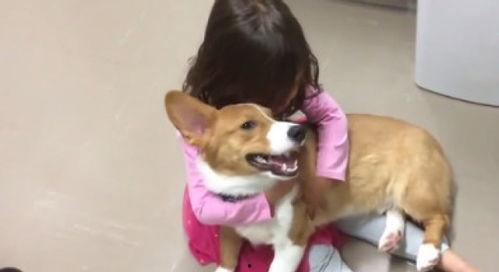 娱乐吃瓜酱小狗安慰,娱乐吃瓜酱的暖心安慰之道