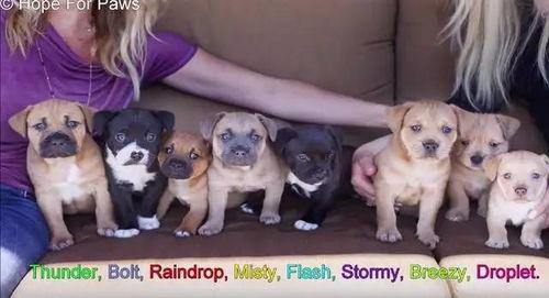 娱乐吃瓜酱小狗安慰,娱乐吃瓜酱的暖心安慰之道